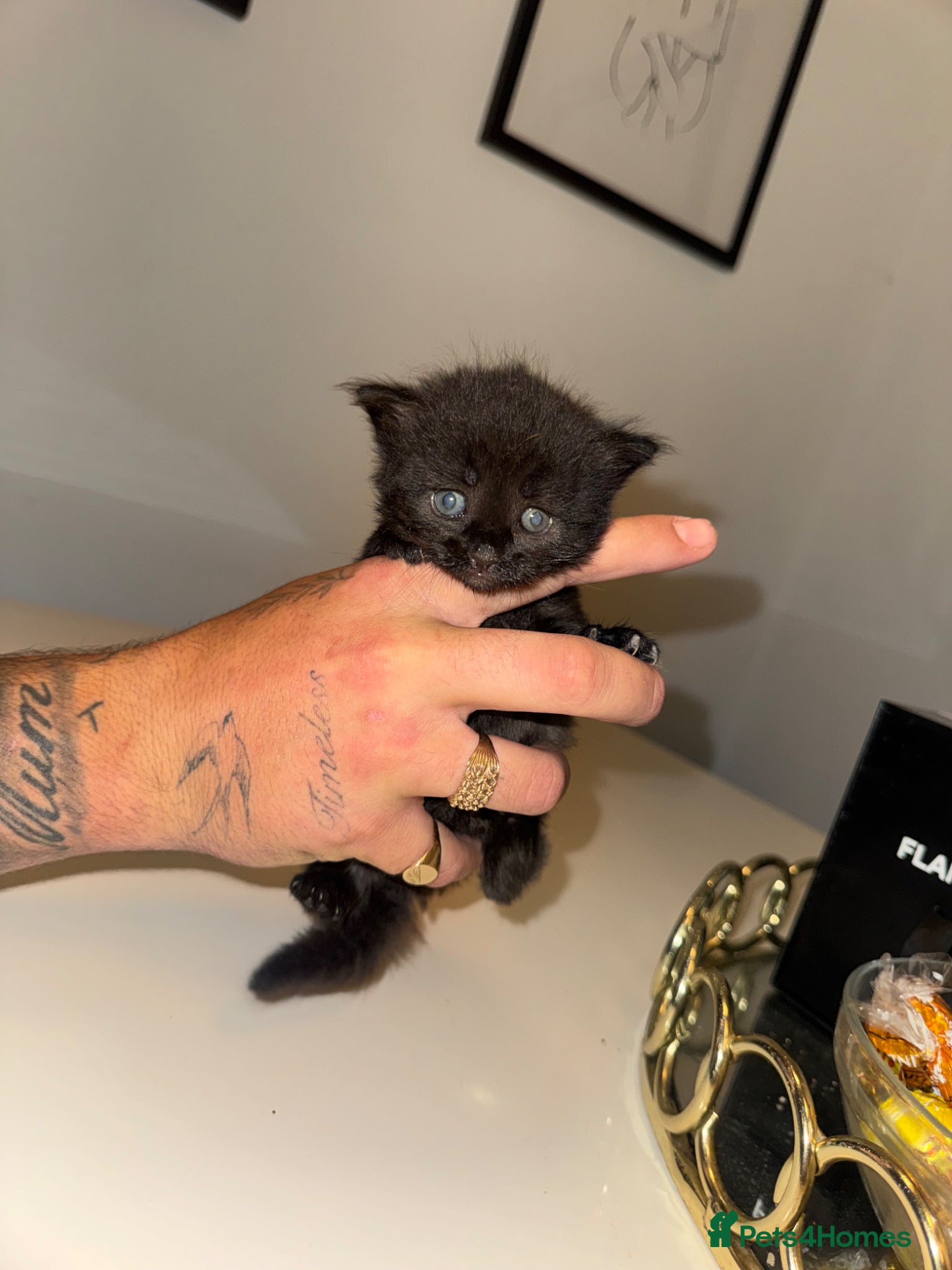 Maine Coon cats for sale: MAINE COON x BENGAL - Advert 5