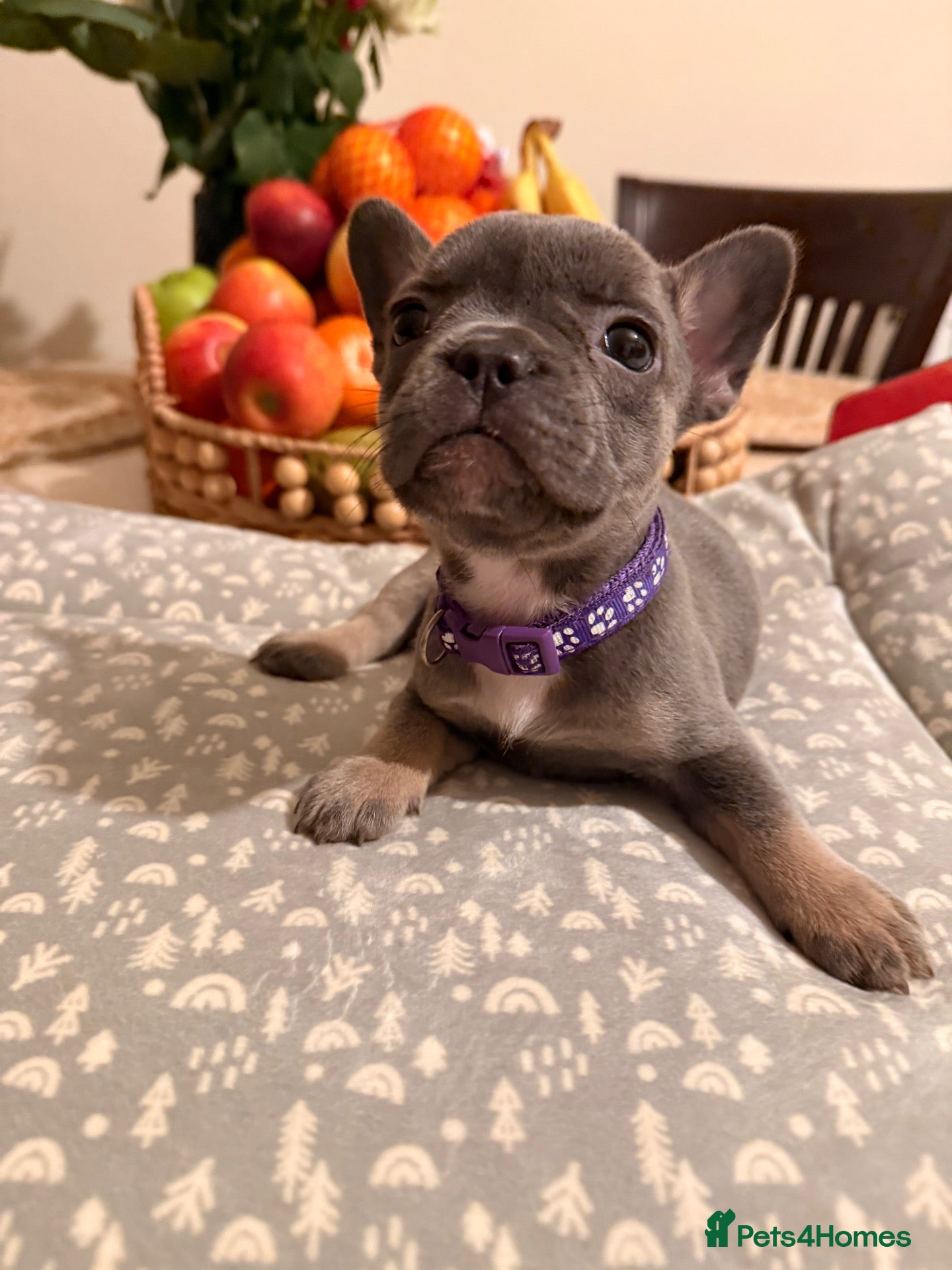 French Bulldog dogs 🌟Exceptional KC Reg French Bulldog Puppies🌟 - Advert 2