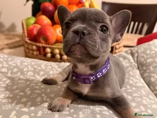 French Bulldog dogs 🌟Exceptional KC Reg French Bulldog Puppies🌟 - Advert 2