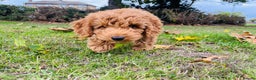 Cockapoo dogs for stud: PROVEN STUD - Red/Apricot F1B cockapoo in Dunstable - Advert 12