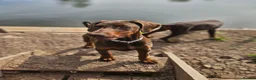 Dobermann dogs for sale: 🐕🐾 KC'D Superb little Girl Ready Now! 🏆 🐾 - Advert 10