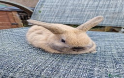 Mixed Breed rabbits for sale: 3 baby rabbits - Image 3