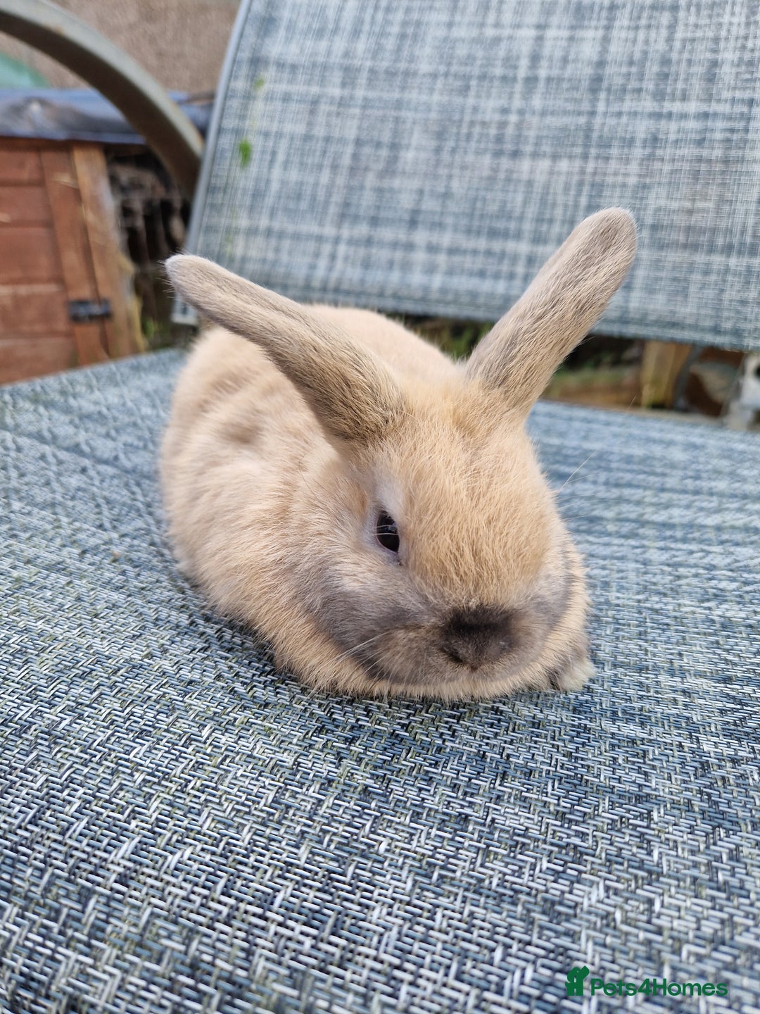 Mixed Breed rabbits for sale: 3 baby rabbits - Image 3