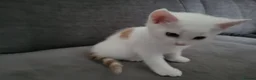 European cats for sale: Beautiful kitten looking good a home. - Advert 6