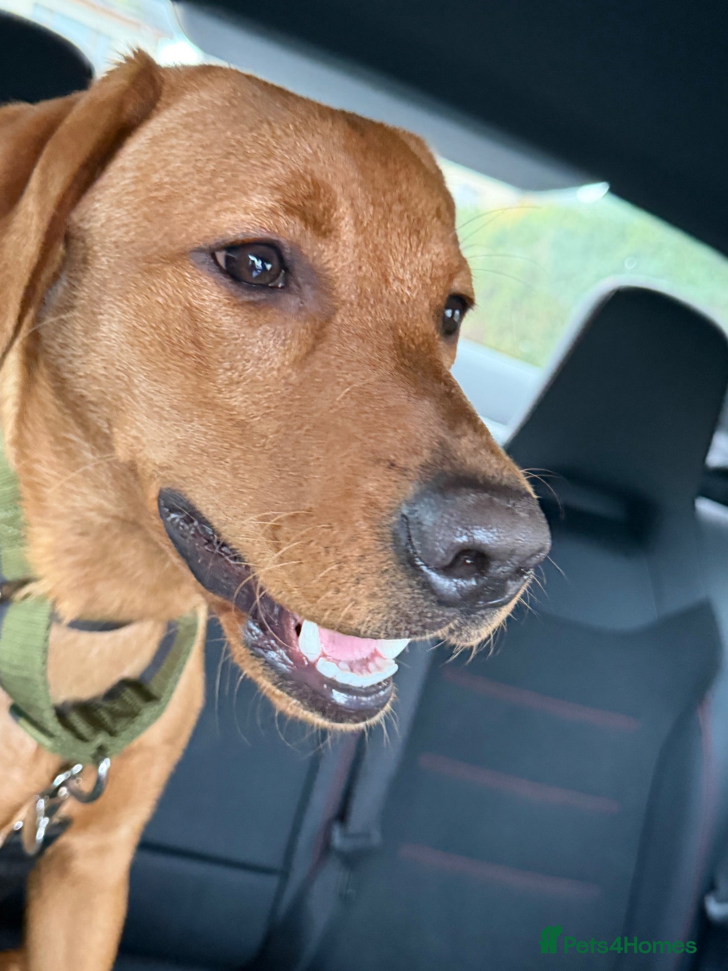Labrador Retriever dogs for sale: 9 months old puppy  - Advert 10