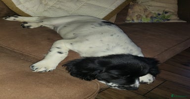 English Springer Spaniel dogs - Advert 6