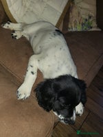 English Springer Spaniel dogs - Advert 6