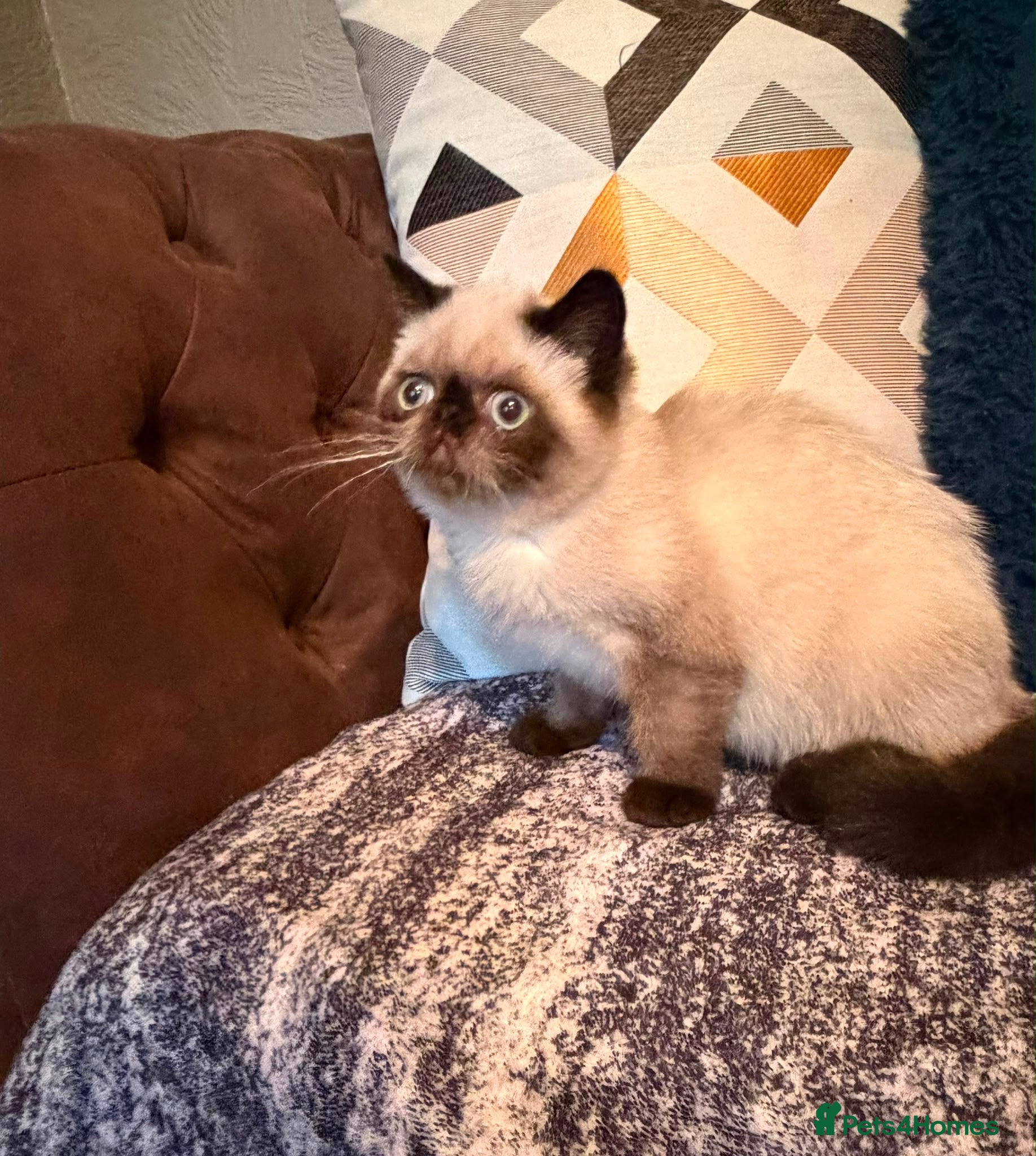Exotic cats Last Remaining  Exotic Shorthair Kitten - Advert 5