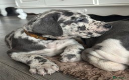 Great Dane dogs for sale: KC registered blue Great Dane puppies - Image 23