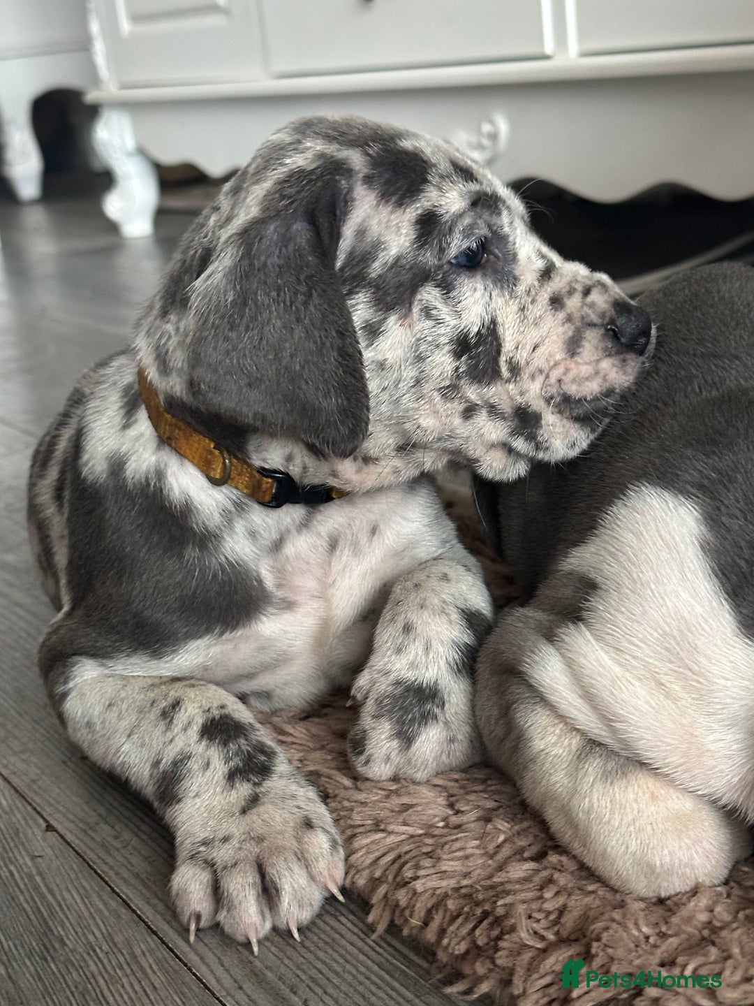 Great Dane dogs for sale: KC registered blue Great Dane puppies - Image 23