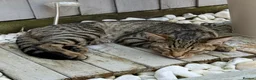 Mixed Breed cats for sale: Male tabby cat  - Advert 4