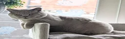 British Shorthair cats for stud: Outstanding champion lilac stud  - Advert 14