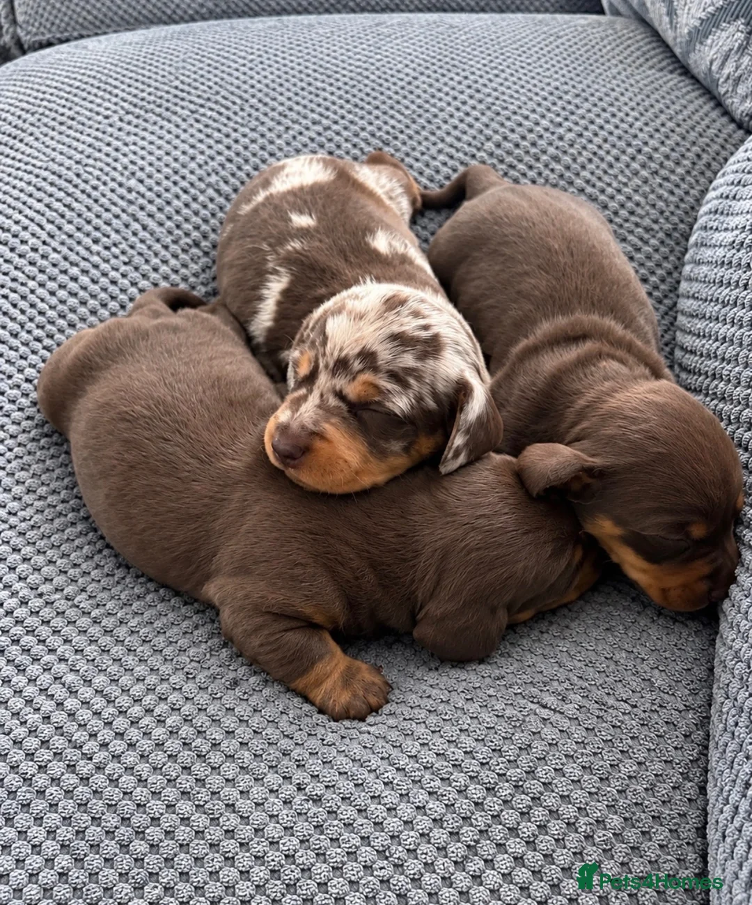 Miniature Dachshund dogs for sale: Miniature Daschund  - Advert 2