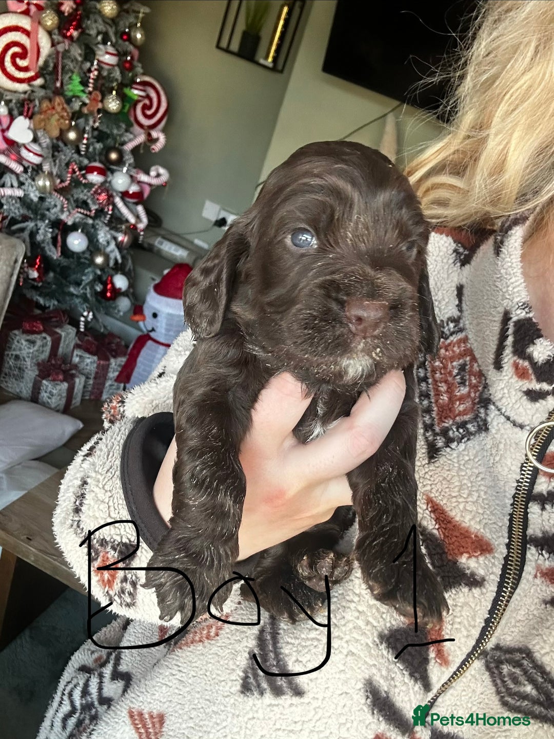 Sprocker dogs for sale: ONE BLACK BOY LEFT❤️‍🩹 - Advert 10