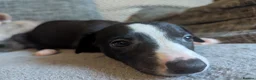Whippet dogs for sale: Super friendly KC registered whippet pups - Advert 21