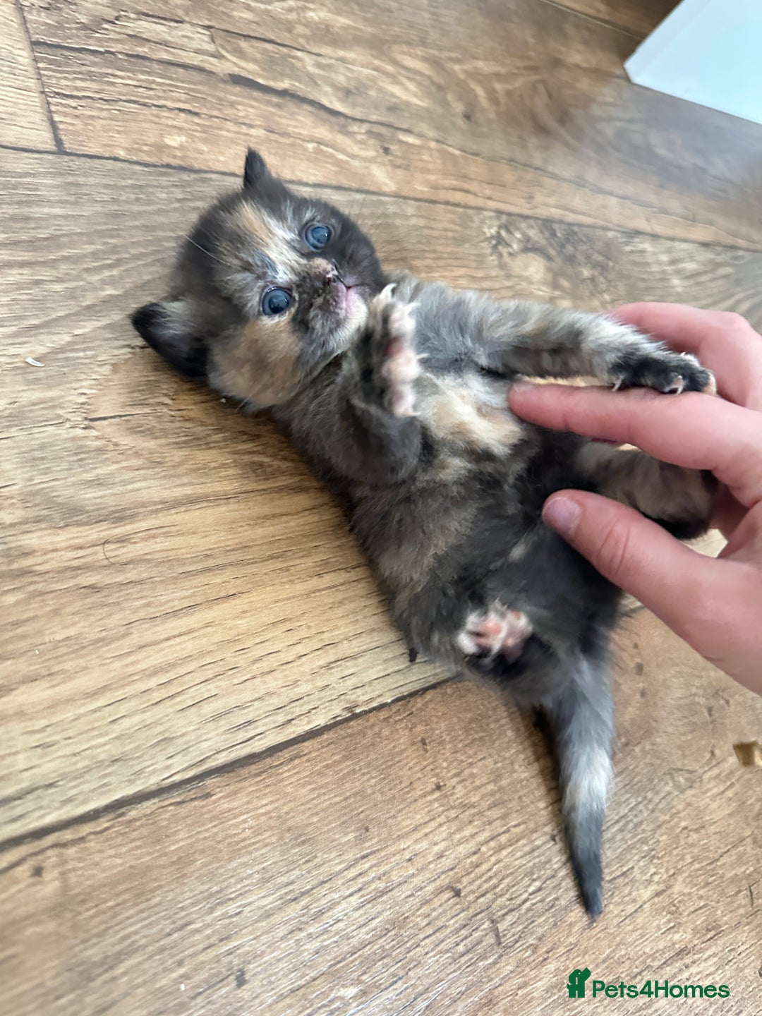 British Shorthair cats for sale: Chunky British Shorthair Kittens - Advert 11