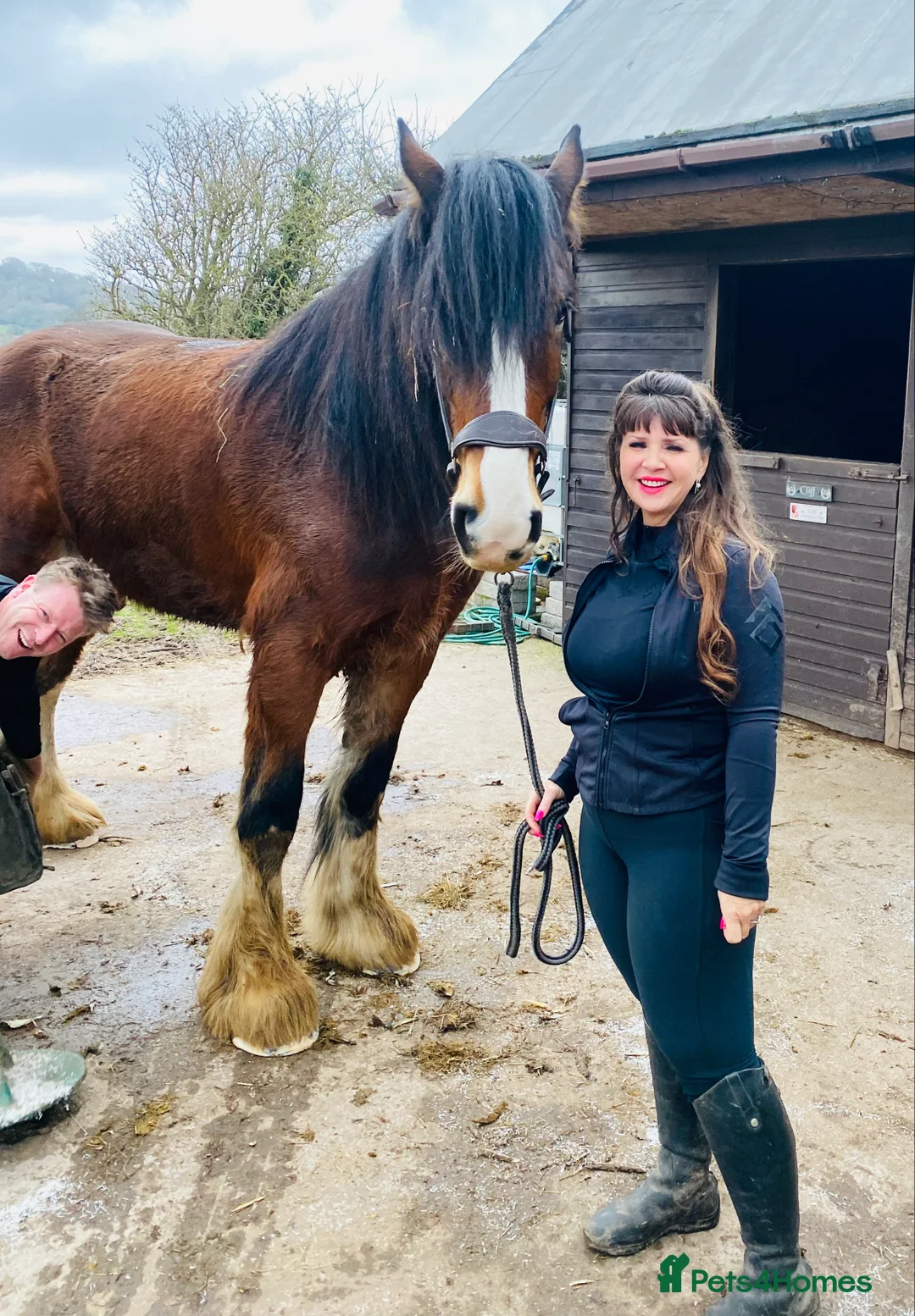 Shire horses for sale: Beautiful shire gelding for sale  - Advert 2