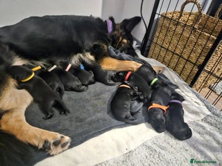 German Shepherd dogs - Advert 4