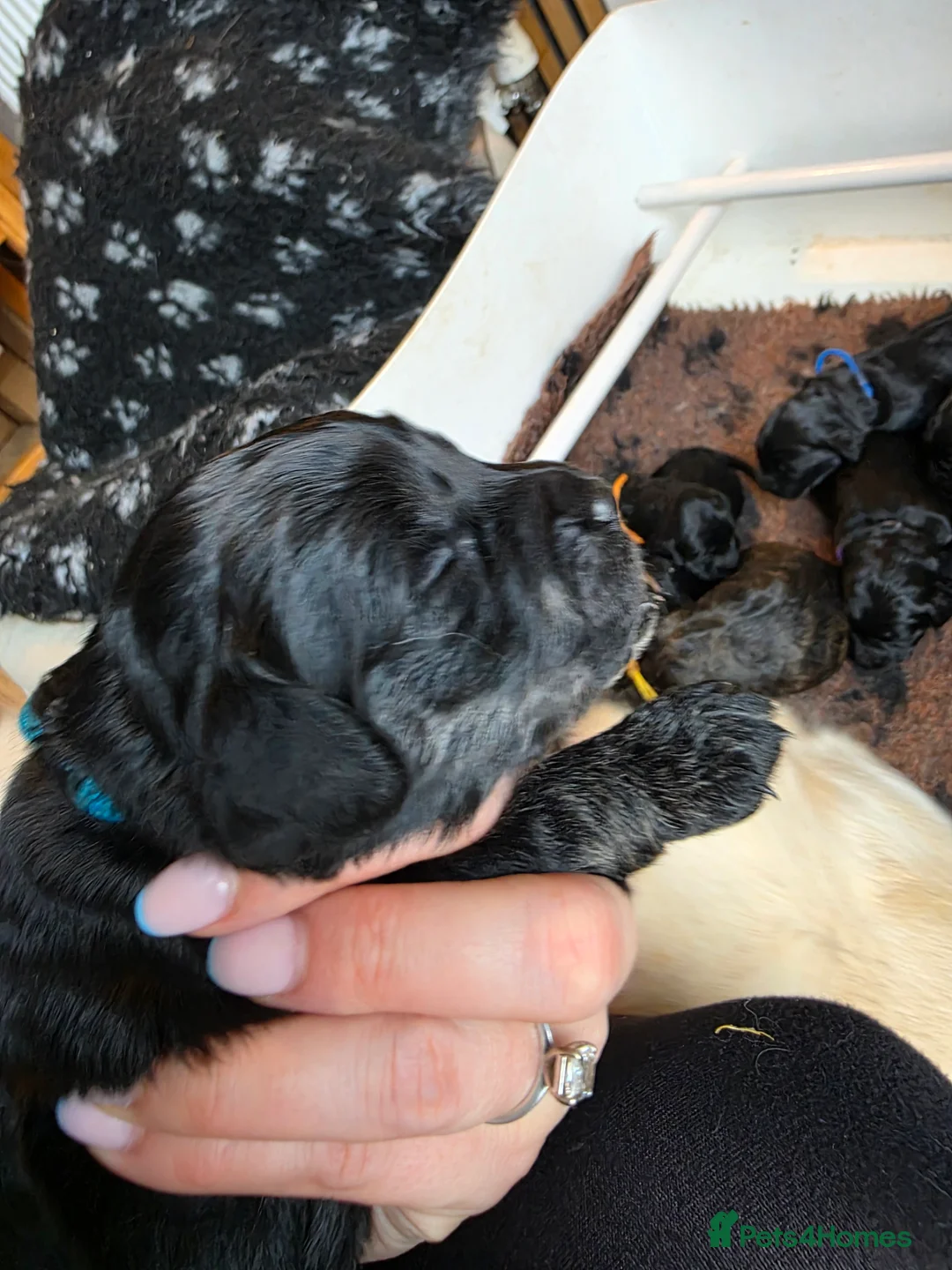 Goldendoodle dogs for sale: Outstanding F1 Goldendoodle Puppies - Advert 18