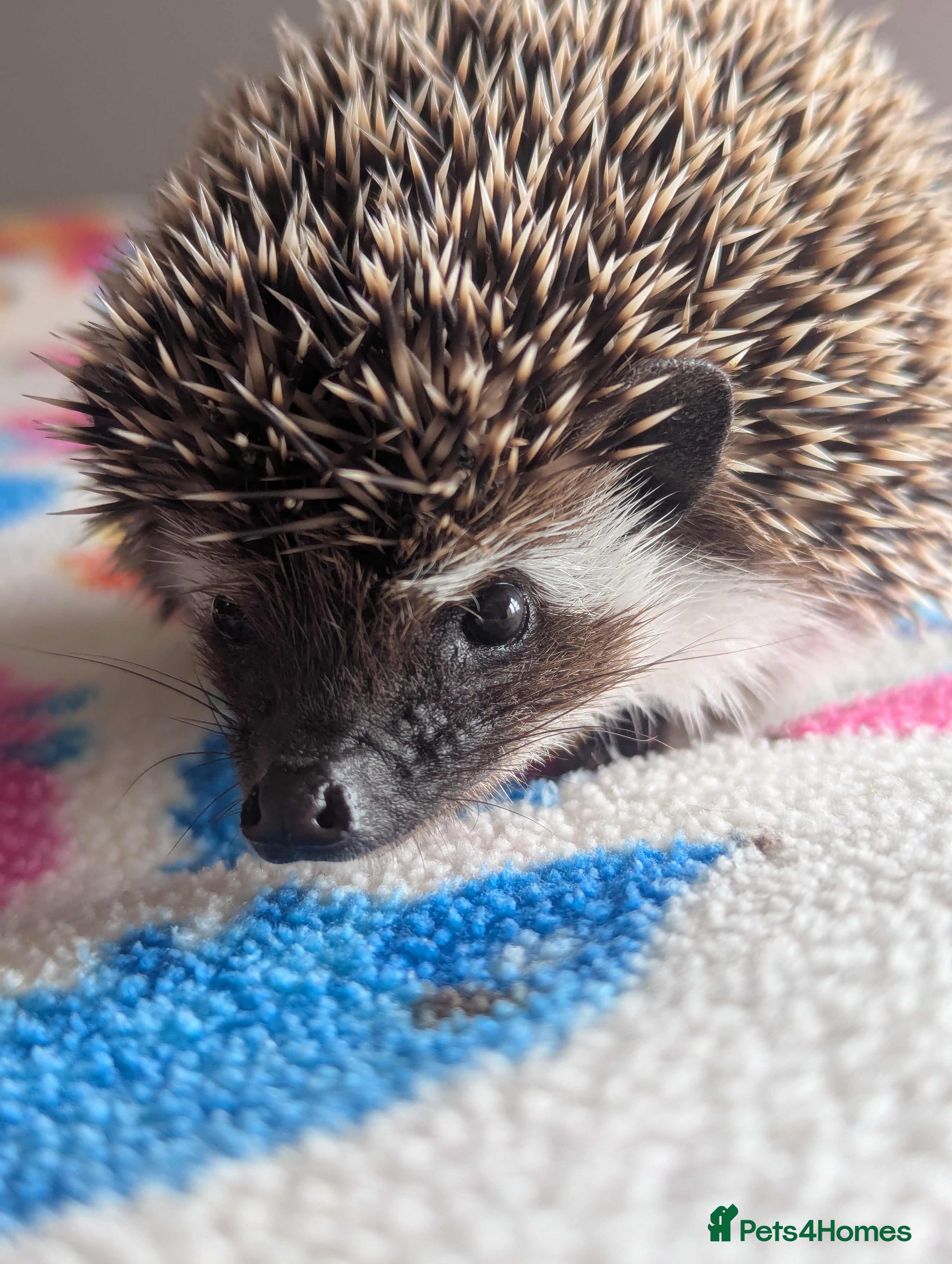 Pygmy Hedgehog rodents Beautiful Baby Hoglets Ready Now!!! - Advert 4