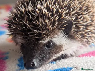 Pygmy Hedgehog rodents Beautiful Baby Hoglets Ready Now!!! - Advert 4