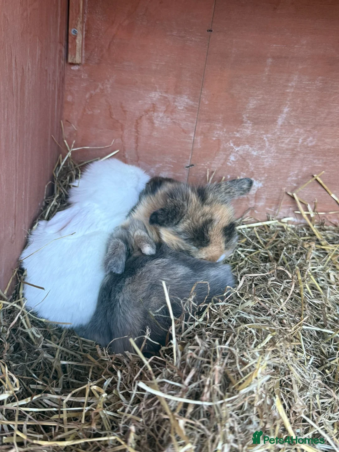 Mini Lion Lop rabbits for sale: Mini lion lops  - Advert 1