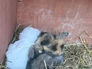 Mini Lion Lop rabbits Mini lion lops - Advert 1