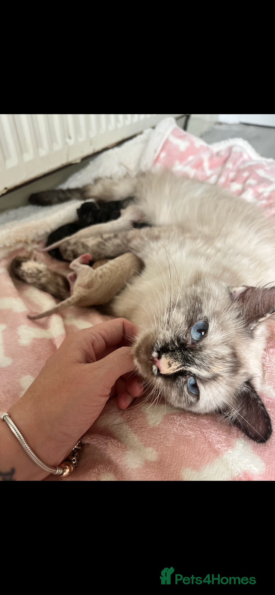 Ragdoll cats for sale: Ragdoll babies  - Advert 2