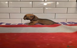 Miniature Dachshund dogs for sale: Full of champions!!! pra clear mini dachshunds in South Shields - Image 7