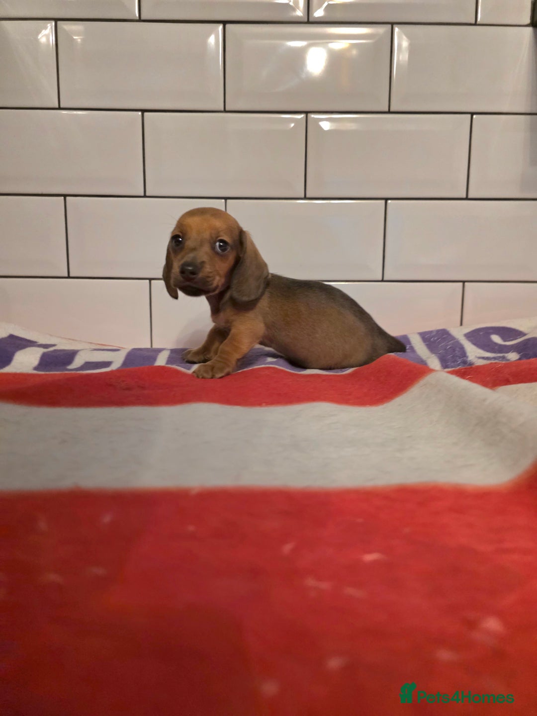 Miniature Dachshund dogs for sale: Full of champions!!! pra clear mini dachshunds in South Shields - Image 7
