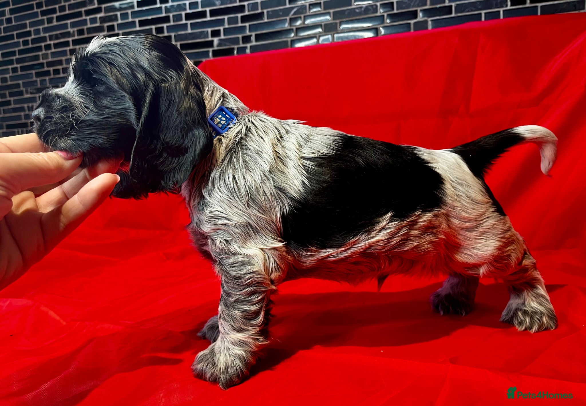 Cocker Spaniel dogs KC Show Type Cocker Spaniels - Advert 1