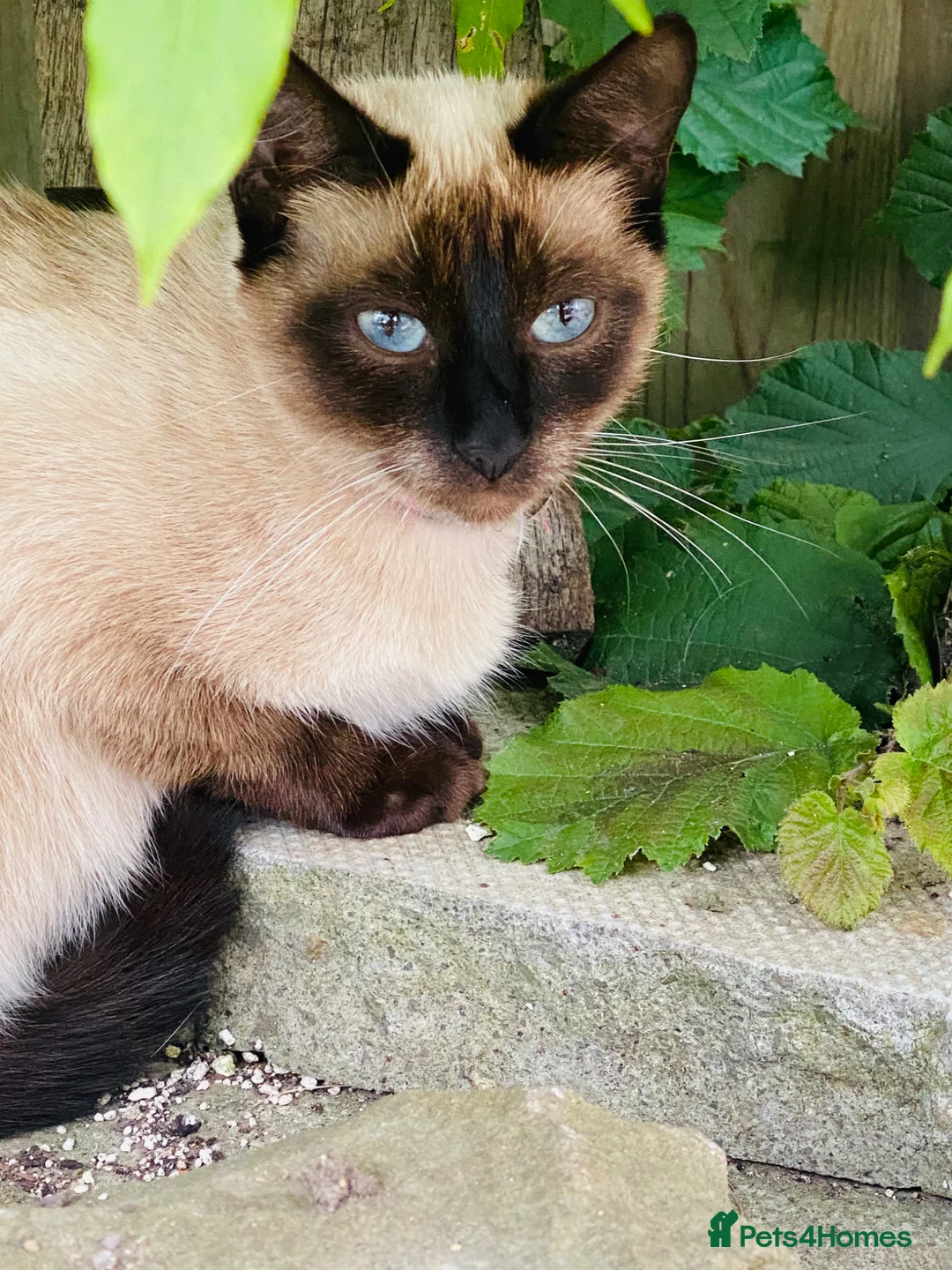 Siamese cats for sale: One beautiful Siamese cross kitten - Advert 1