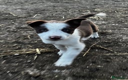 Border Collie dogs for sale: 2 beautiful border collie bitches  - Image 2