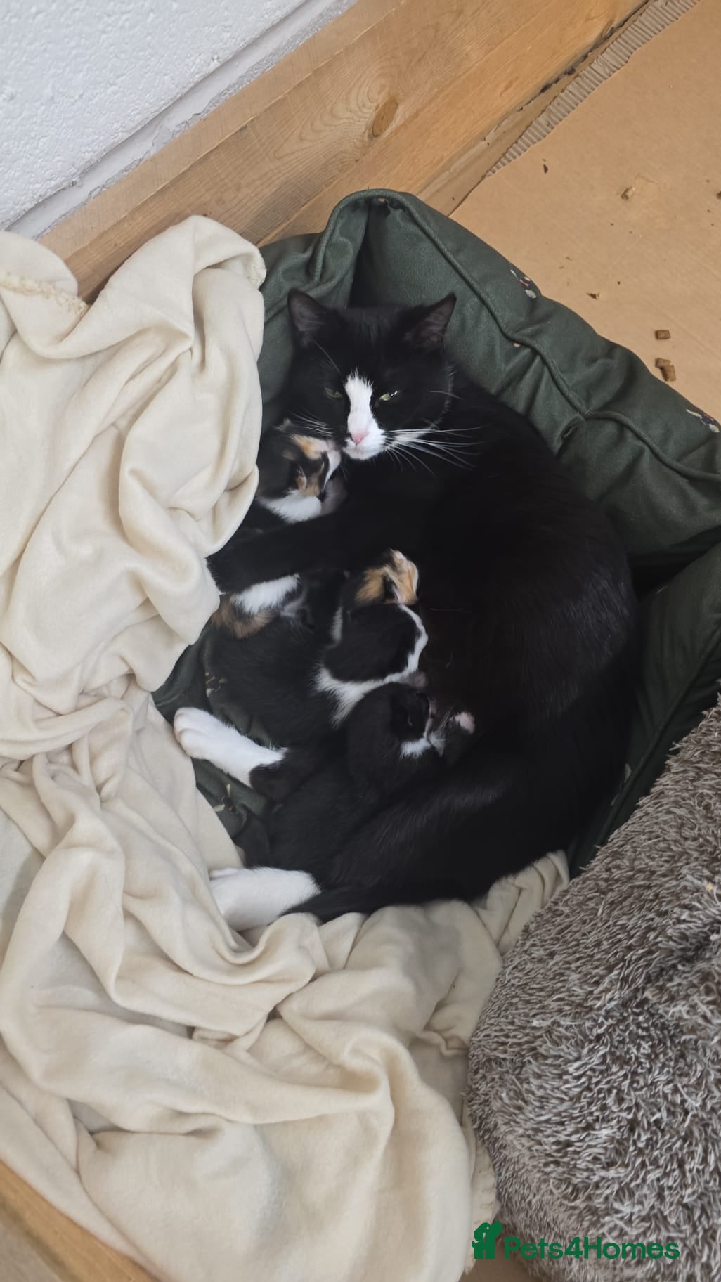 Domestic Shorthair cats for sale: 5 stunning black, ginger and white kittens - Advert 26