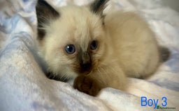 Ragdoll cats for sale: Pure Ragdoll Kittens - Image 13