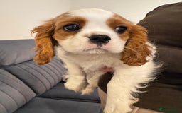 Cavalier King Charles Spaniel dogs for sale: ⭐Cavalier Boy -0% COI & Fully Health Tested⭐ - Image 3
