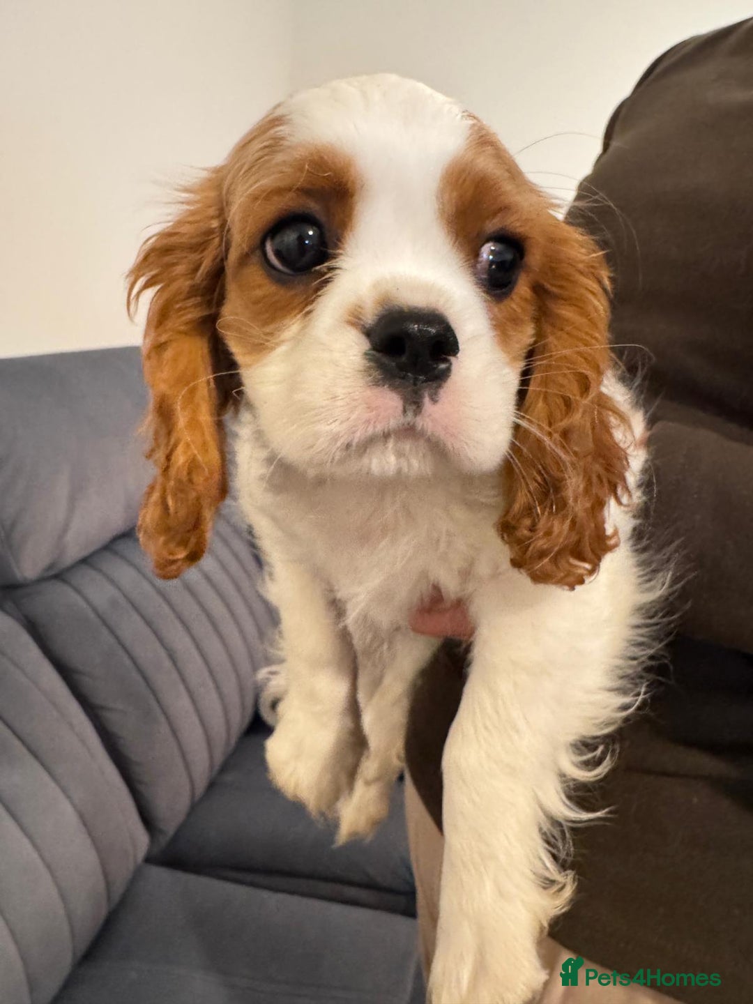Cavalier King Charles Spaniel dogs for sale: ⭐Cavalier Boy -0% COI & Fully Health Tested⭐ - Image 3