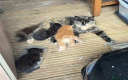 Mixed Breed cats for sale: Adorable ginger and black&white kittens  - Image 10