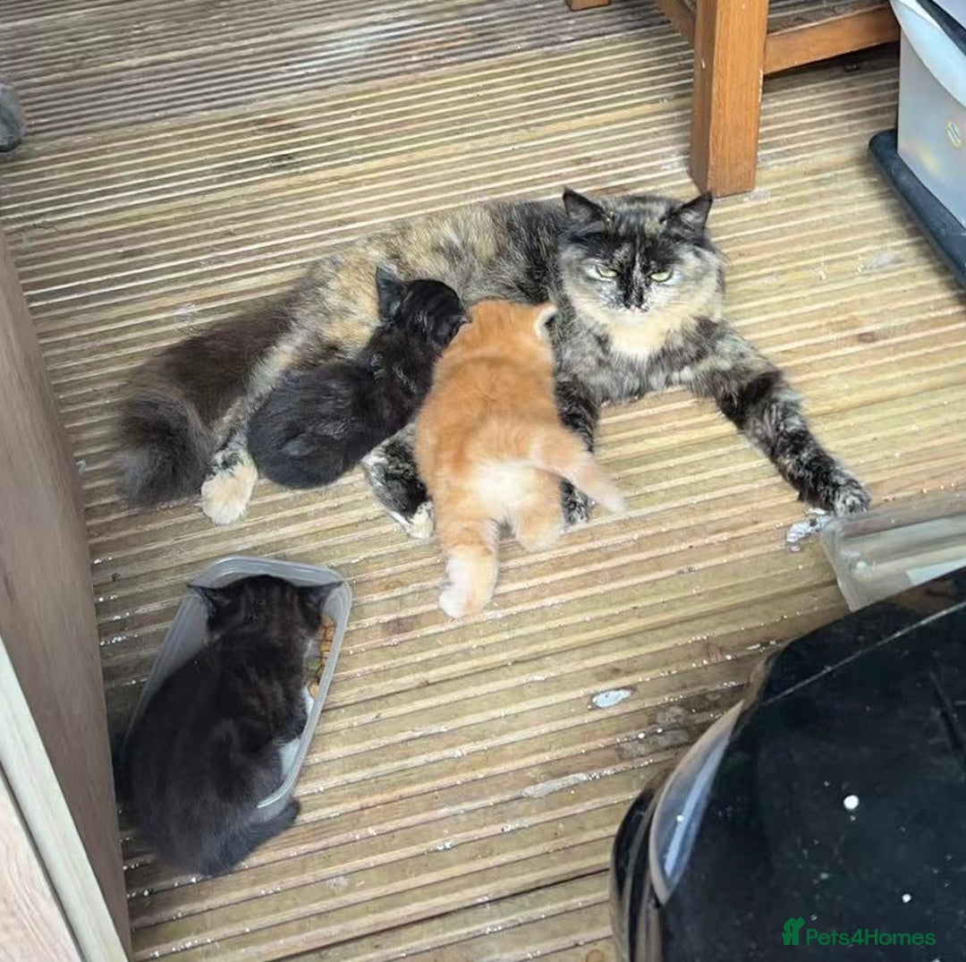 Mixed Breed cats for sale: Adorable ginger and black&white kittens  - Image 10