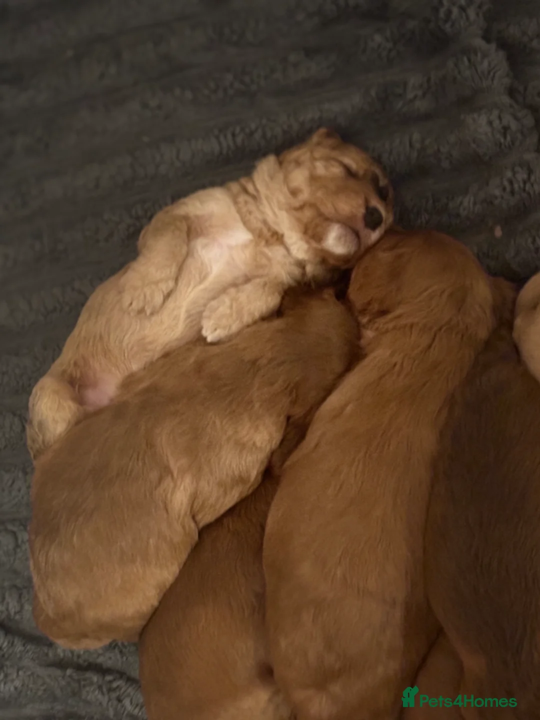 Cockapoo dogs for sale: 8 beautiful cockapoo puppies  - Advert 15