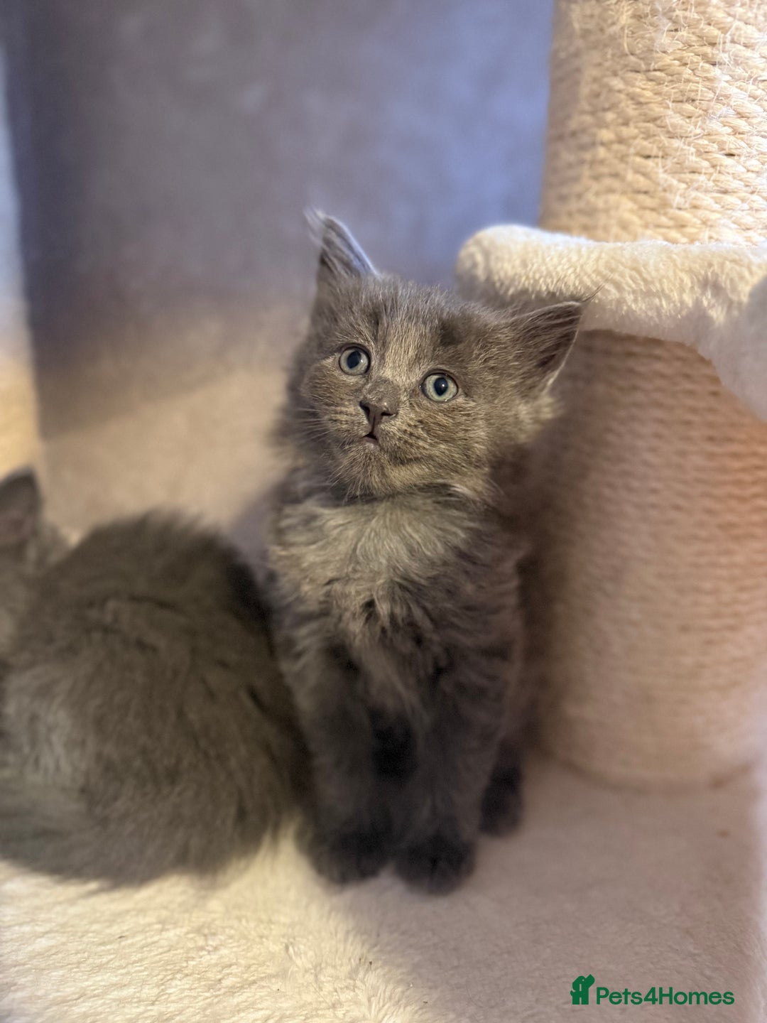 Ragcoon cats for sale: READY NOW Stunning RAGCOON Kittens  - Advert 1