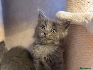 Ragcoon cats READY NOW Stunning RAGCOON Kittens - Advert 5