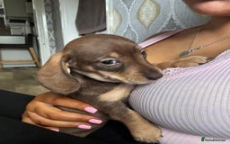 Miniature Dachshund dogs for sale: Last 3 beautiful mini dachshunds - Image 3