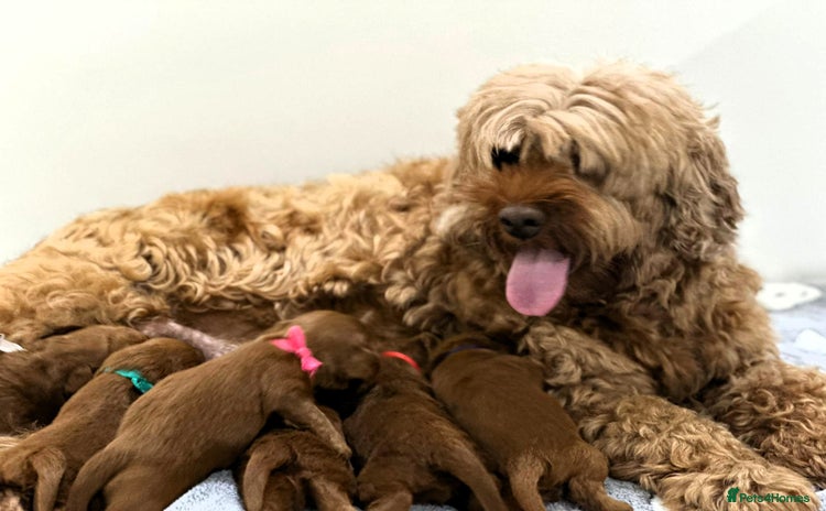 Australian Labradoodle dogs - Advert 1
