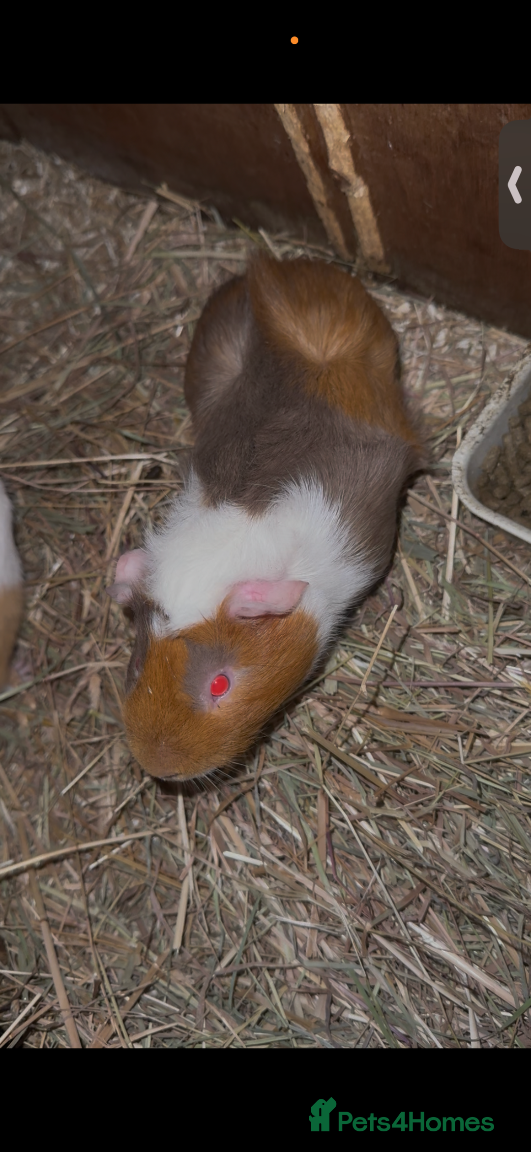 Guinea Pig rodents for sale: Rosette Teddy X US Smooth  - Advert 2