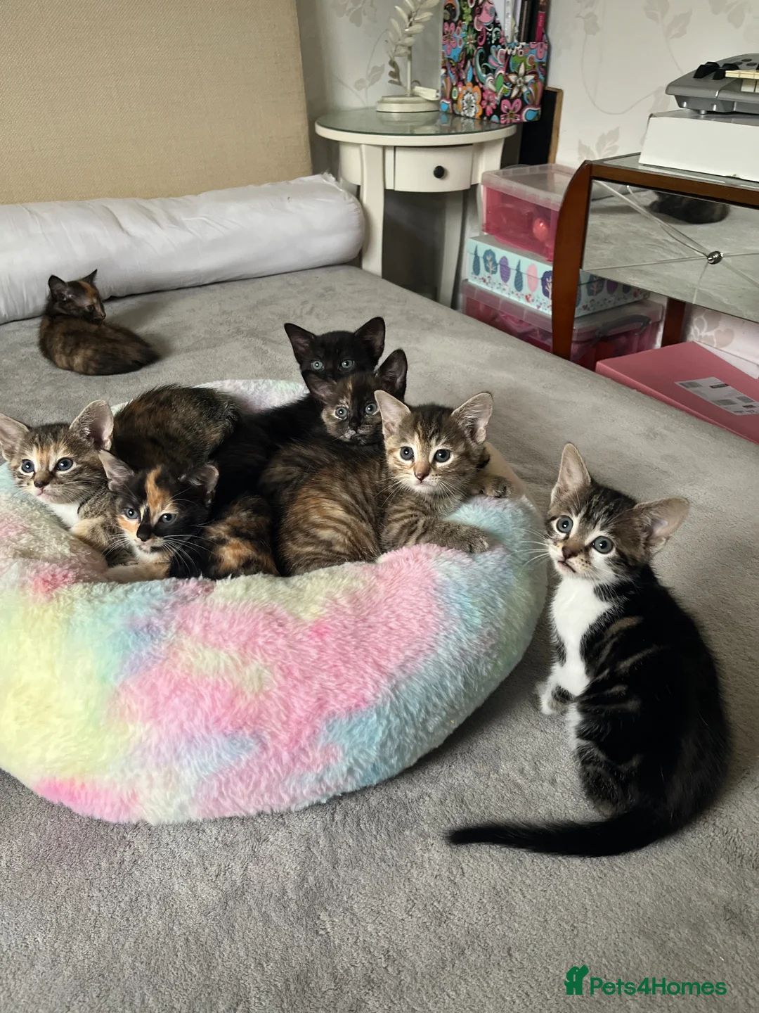 Mixed Breed cats for sale: 5 adorable kittens ready for their new homes🐾 - Advert 1