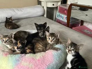 Mixed Breed cats 5 adorable kittens ready for their new homes🐾 - Advert 3