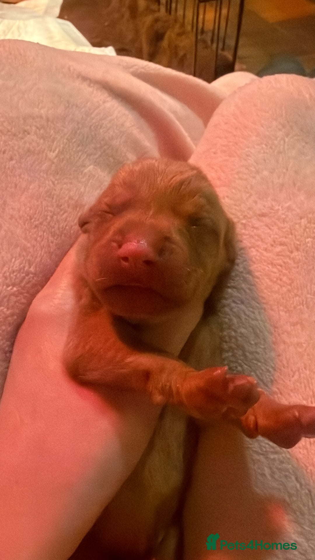 Hungarian Vizsla dogs for sale: DUAL PURPOSE FIELD & SHOW CHAMPIONS BRED PUPPIES - Advert 14
