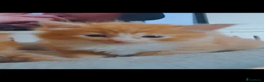 Ginger and white