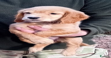 Cocker Spaniel dogs - Advert 1